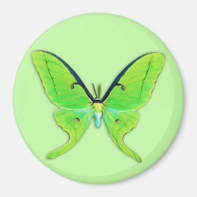 Luna moth on a pale green background magnet (Front)