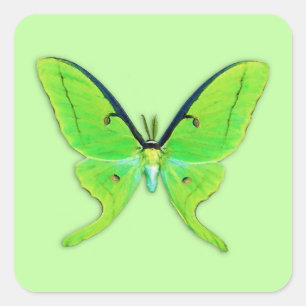 Luna moth on a pale green background square sticker