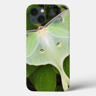 Luna Moth on Carnaby Clematis iPhone 13 Case