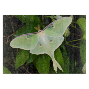 Luna Moth on Carnaby Clematis Cutting Board