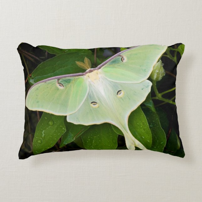 Luna Moth on Carnaby Clematis Decorative Cushion (Front)