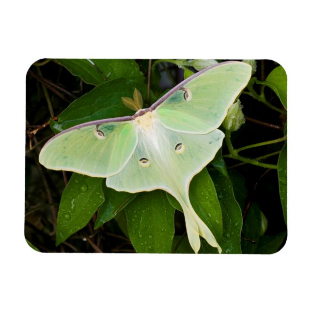 Luna Moth on Carnaby Clematis Magnet (Horizontal)