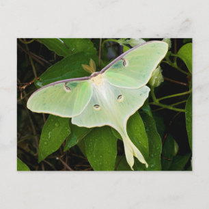 Luna Moth on Carnaby Clematis Postcard