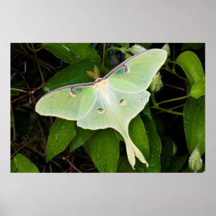 Luna Moth on Carnaby Clematis Poster