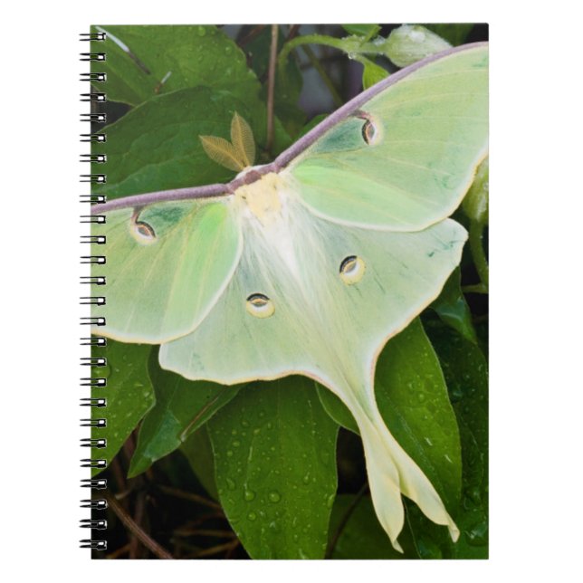 Luna Moth on Carnaby Clematis Spiral Notebook (Front)
