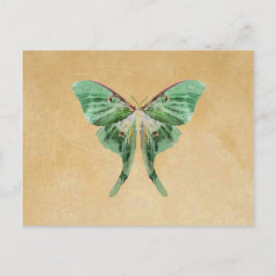 Luna Moth Post Card