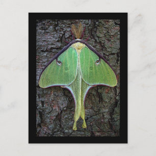 Luna Moth Postcard
