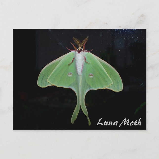 Luna Moth Postcard (Front)