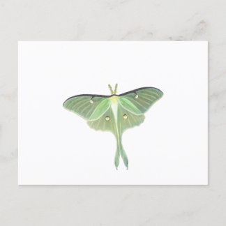Luna Moth Postcard