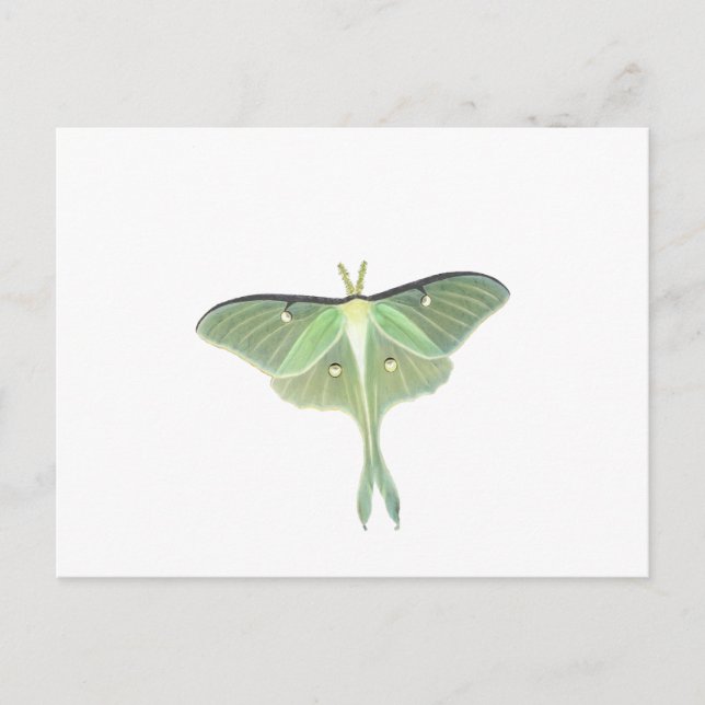Luna Moth Postcard (Front)