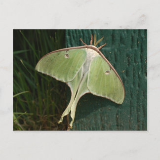 Luna Moth Postcard. Postcard