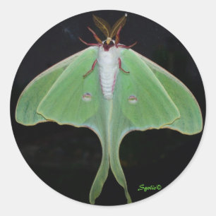 Luna Moth  Sticker