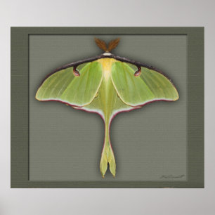 Luna Print -28x24 -other sizes available