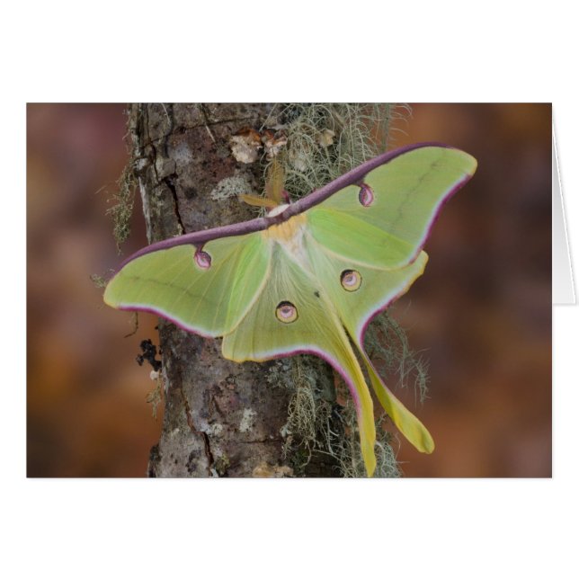 Luna Silk Moth (Front Horizontal)