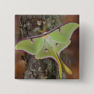 Luna Silk Moth 15 Cm Square Badge