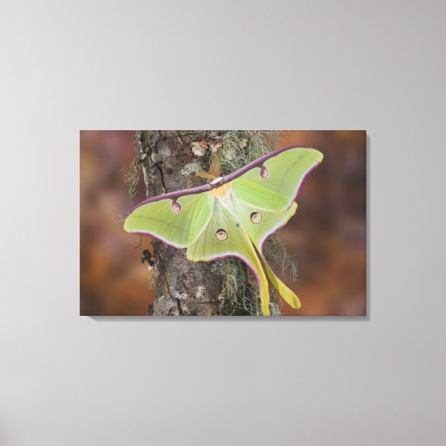 Luna Silk Moth Canvas Print (Front)