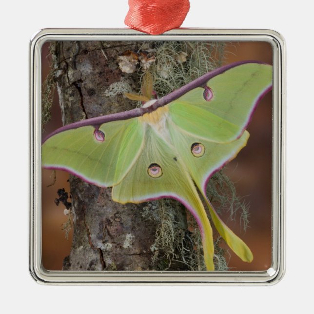 Luna Silk Moth Metal Tree Decoration (Front)