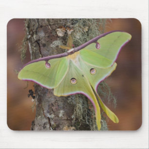 Luna Silk Moth Mouse Pad
