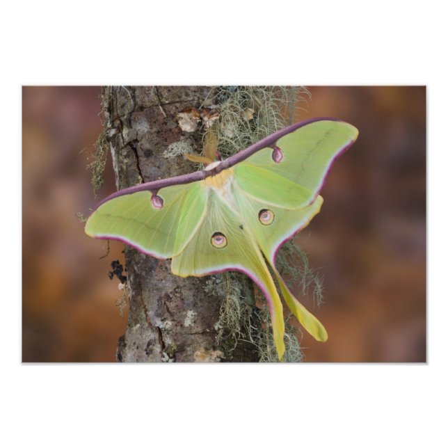 Luna Silk Moth Photo Print (Front)