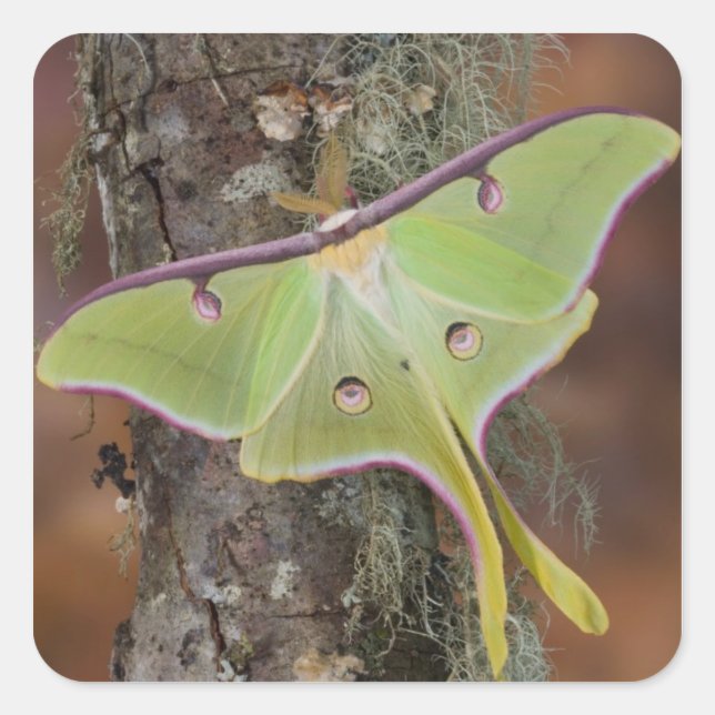Luna Silk Moth Square Sticker (Front)