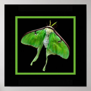 lunablackverticle, LunaonBlackframe Poster