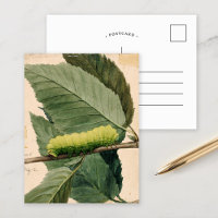 Lunar Caterpillar | Abbott Handerson Thayer