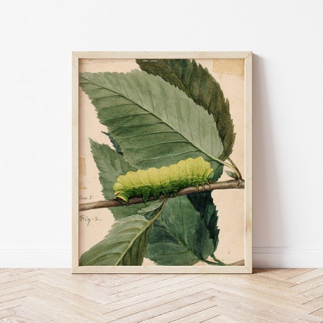 Lunar Caterpillar | Abbott Handerson Thayer Poster (Creator Uploaded)