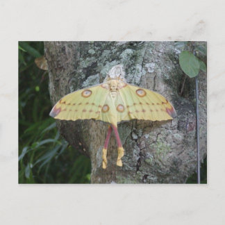 Lunar Moth Postcard