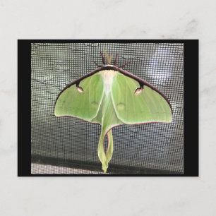 Lunar Moth Postcard