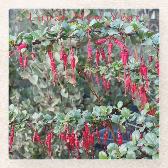 Lunar New Year - Ribes Speciosum $12.95 each 15% o Glass Coaster (Front)