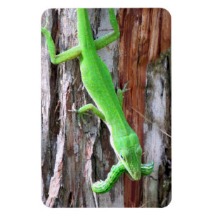 Lunch Anyone? Green Anole (Lizard) Magnet