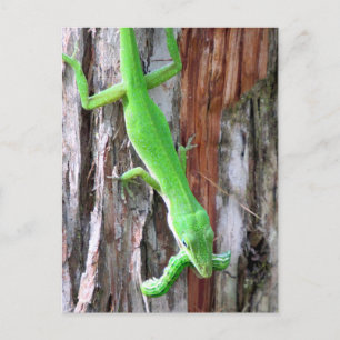 Lunch Anyone?  Green Anole (Lizard) Postcard