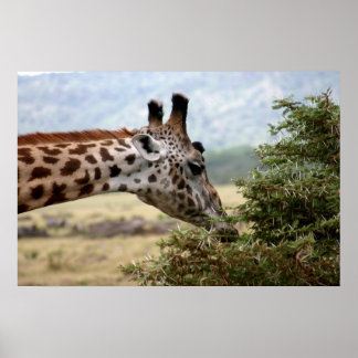 Lunch at the Acacia Tree - Print