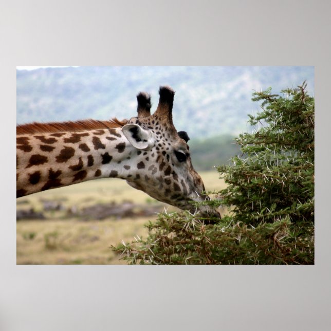 Lunch at the Acacia Tree - Print (Front)