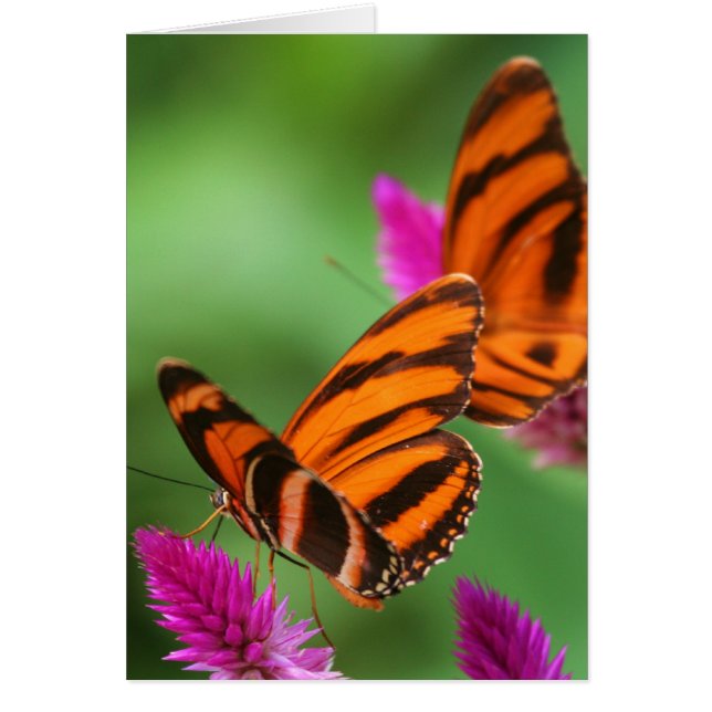 Lunch for two (Front)