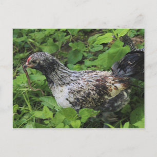 Lunch Postcard