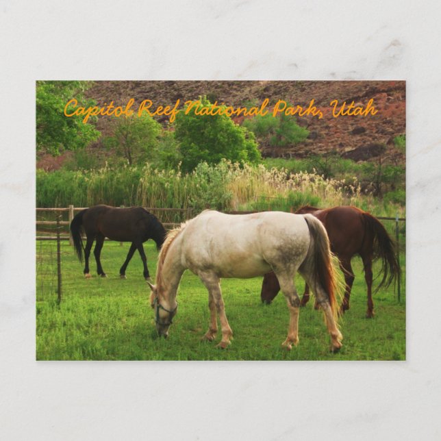 Lunch Time Postcard (Front)