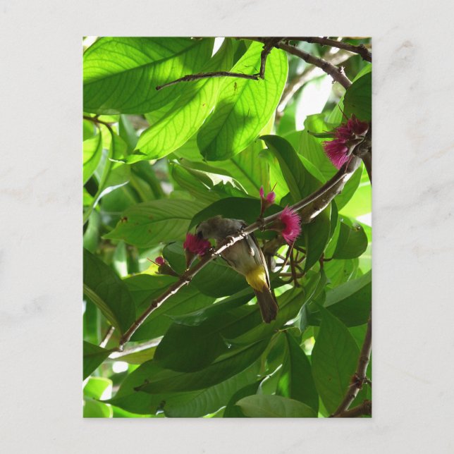 Lunchtime at the Tree Postcard (Front)