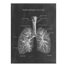 Lung Anatomy Trachea and Bronchi