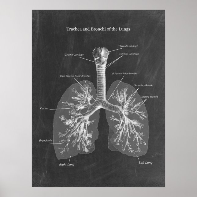 Lung Anatomy Trachea and Bronchi Poster (Front)