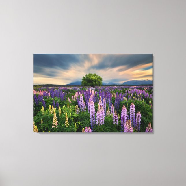 Lupin Field in New Zealand Canvas Print (Front)
