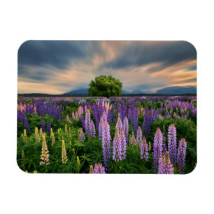 Lupin Field in New Zealand Magnet