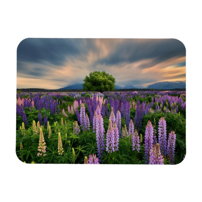 Lupin Field in New Zealand Magnet (Horizontal)