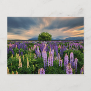 Lupin Field in New Zealand Postcard