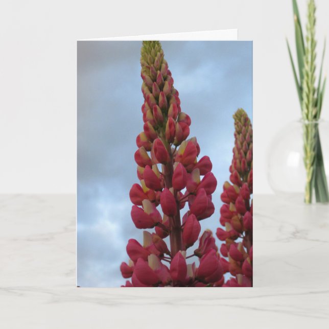 Lupin Flower Garden Card (Front)