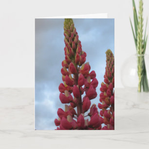 Lupin Flower Garden Card