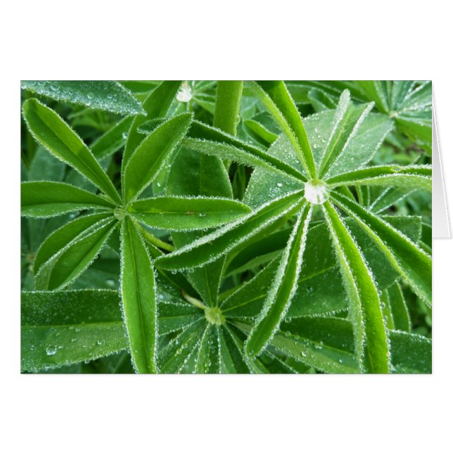 Lupin Leaves Botanical Photography (Front Horizontal)