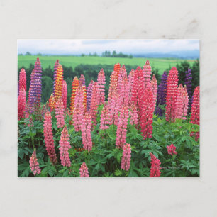 Lupine 2 postcard