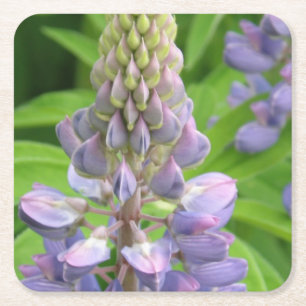 lupine-3 square paper coaster