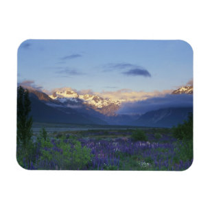 Lupine and the Main Divide, Arthur's Pass, South Magnet